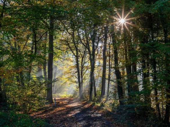 Sunlight through trees on a forest path