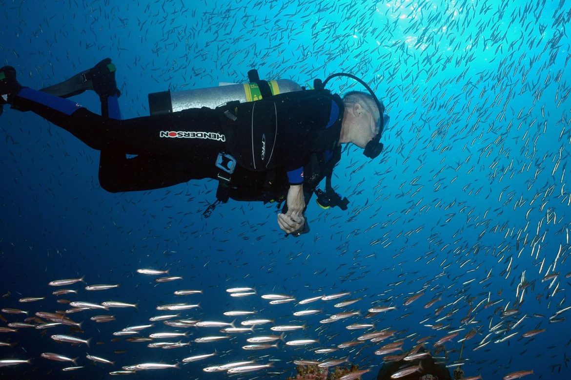 diver swimming through a kelp forest