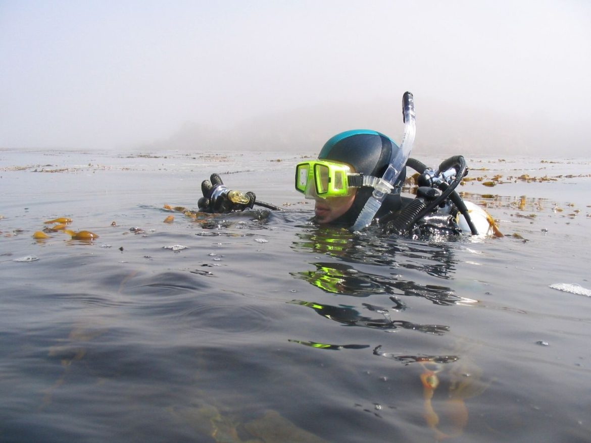 diver observing tall kelp fronds rising through clear ocean water
